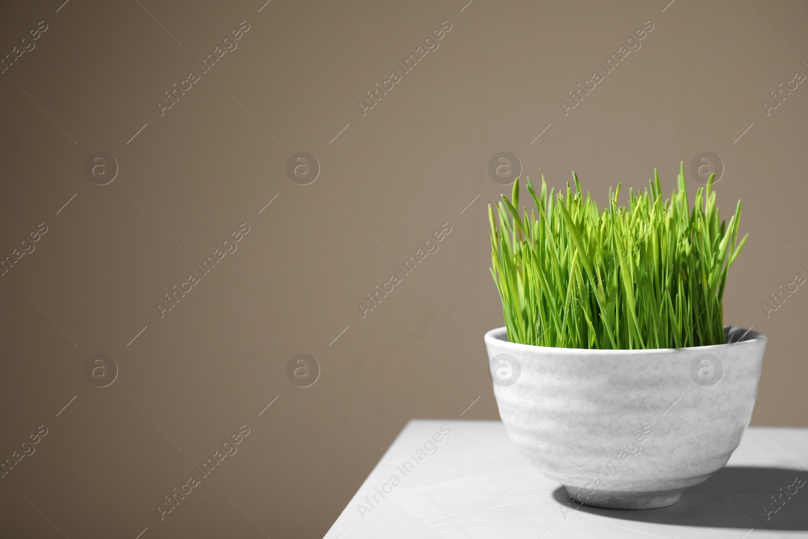 Photo of Bowl with fresh wheat grass on table against color background, space for text