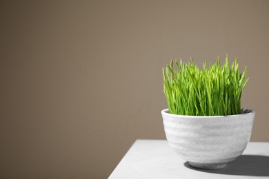 Bowl with fresh wheat grass on table against color background, space for text