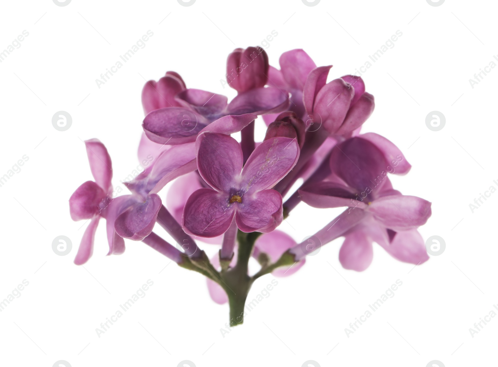 Photo of Beautiful purple lilac blossom isolated on white