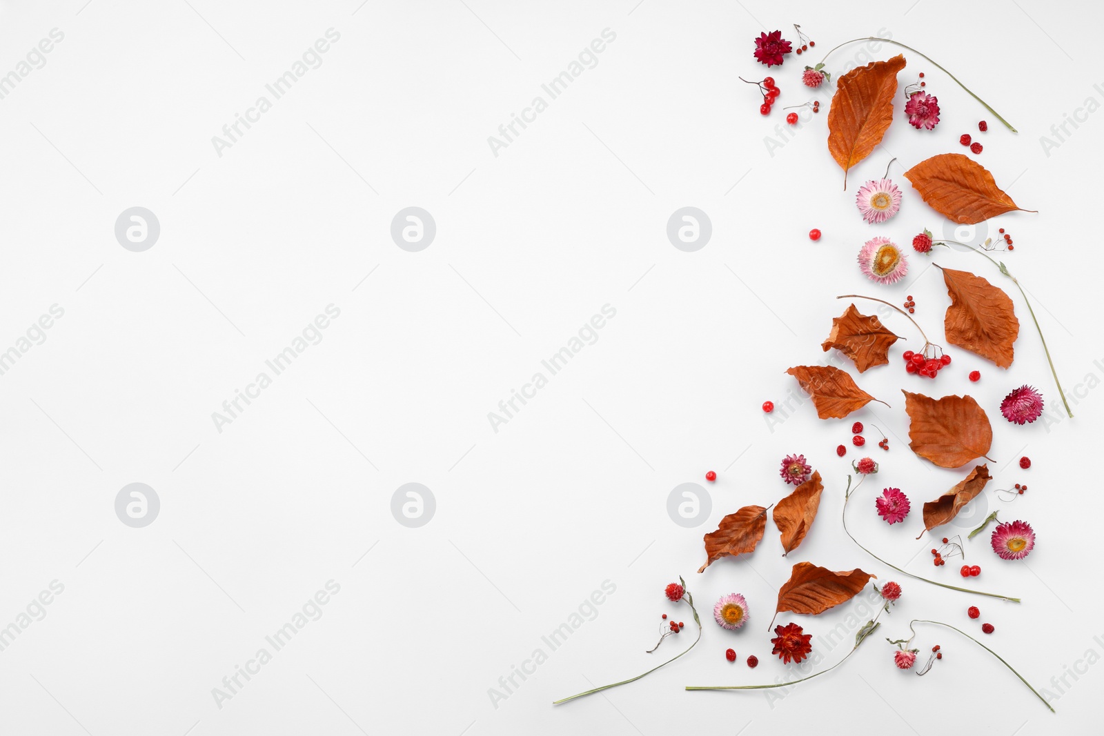 Photo of Dry autumn leaves, different flowers and berries on white background, flat lay. Space for text