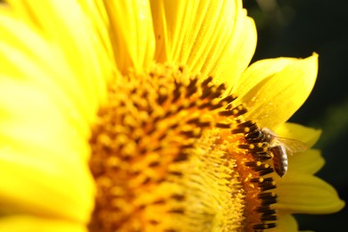 Honeybee collecting nectar from sunflower outdoors, closeup