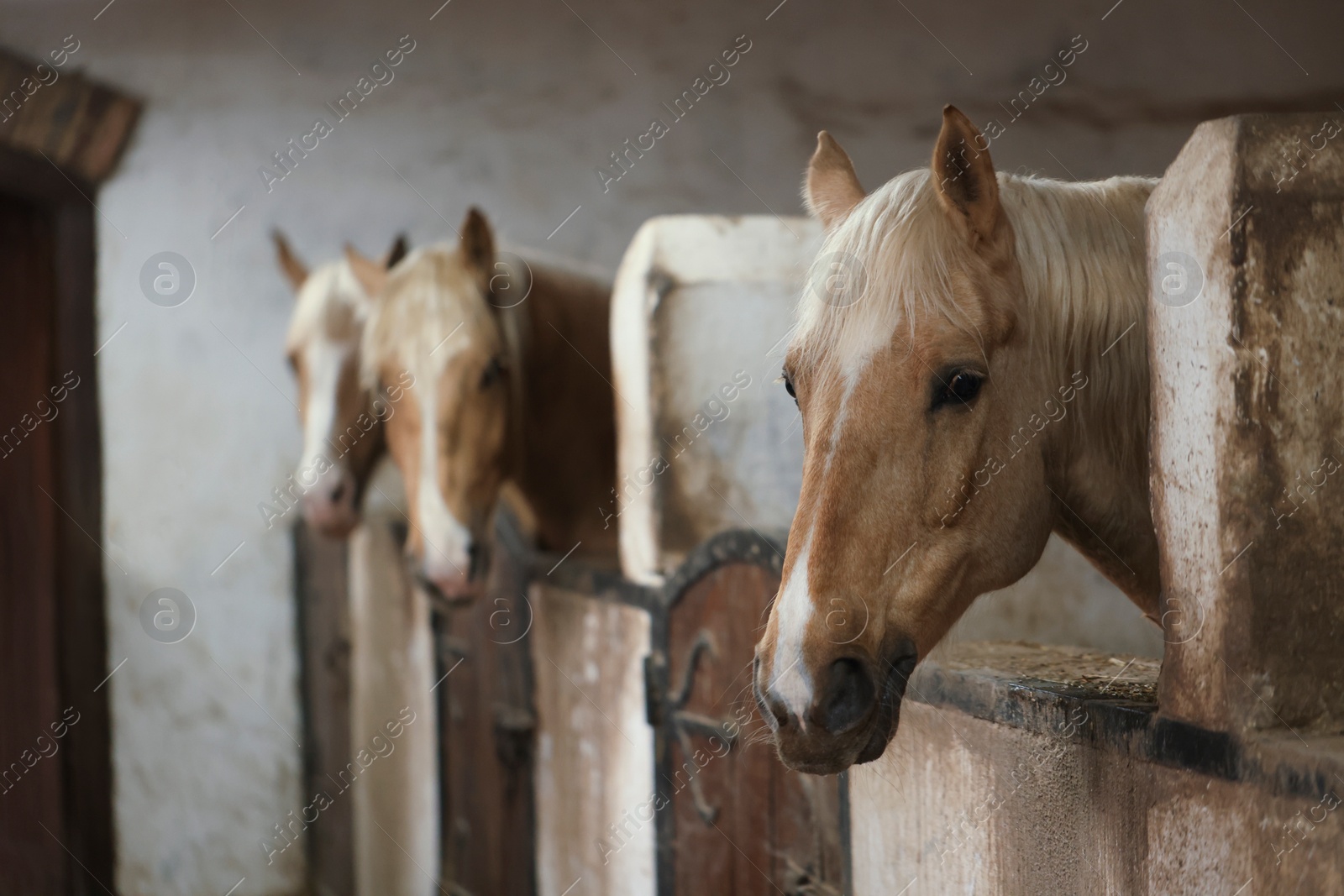 Photo of Adorable horses in stable, space for text. Lovely domesticated pet