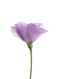 Photo of Beautiful Eustoma flower on white background