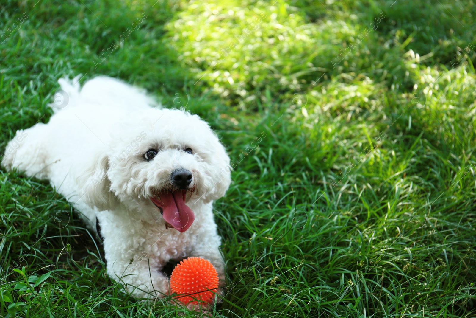 Photo of Cute fluffy Bichon Frise dog on green grass in park. Space for text