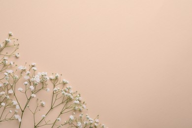 Photo of Beautiful gypsophila flowers on beige background, flat lay. Space for text