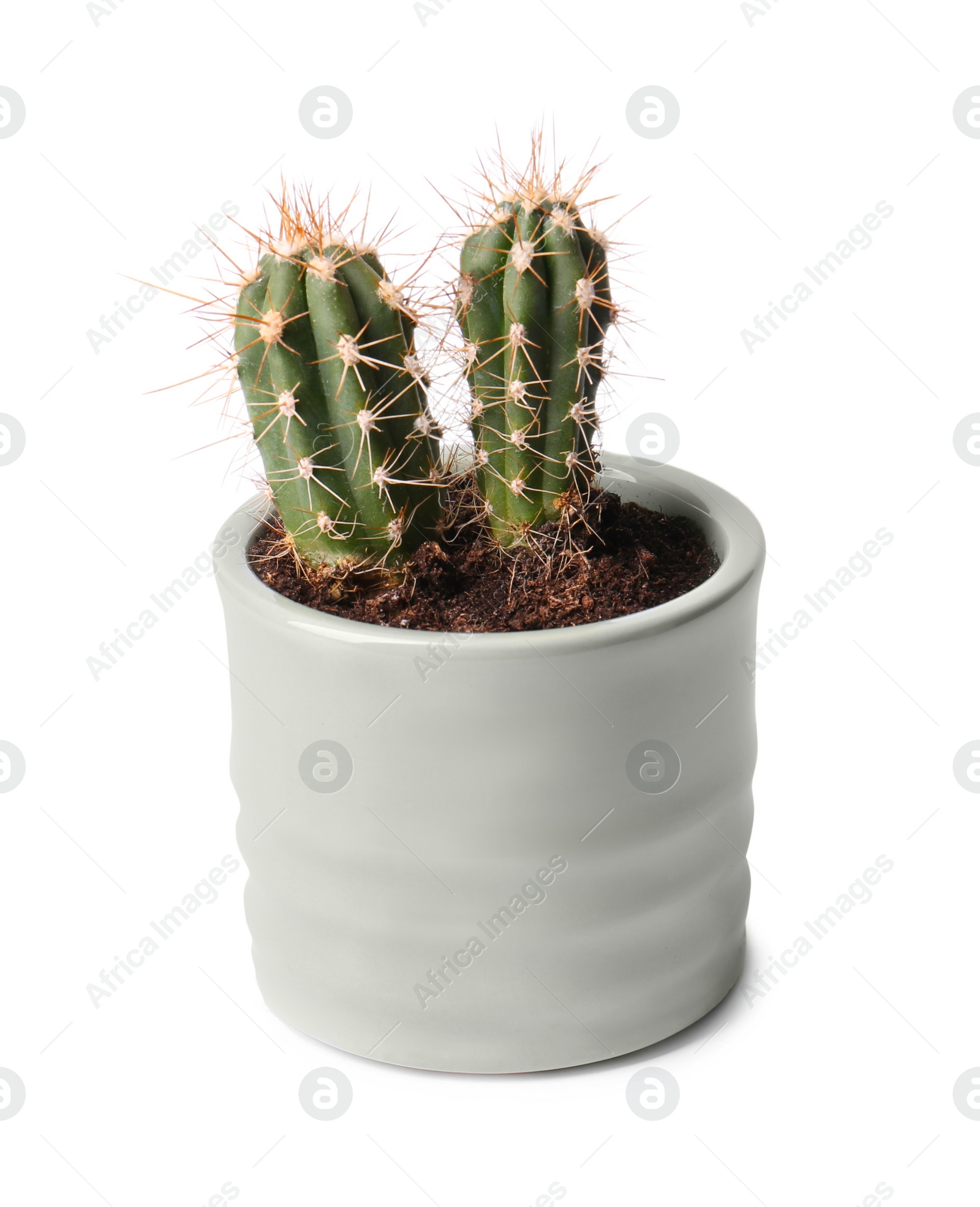 Photo of Beautiful green cacti in pot isolated on white