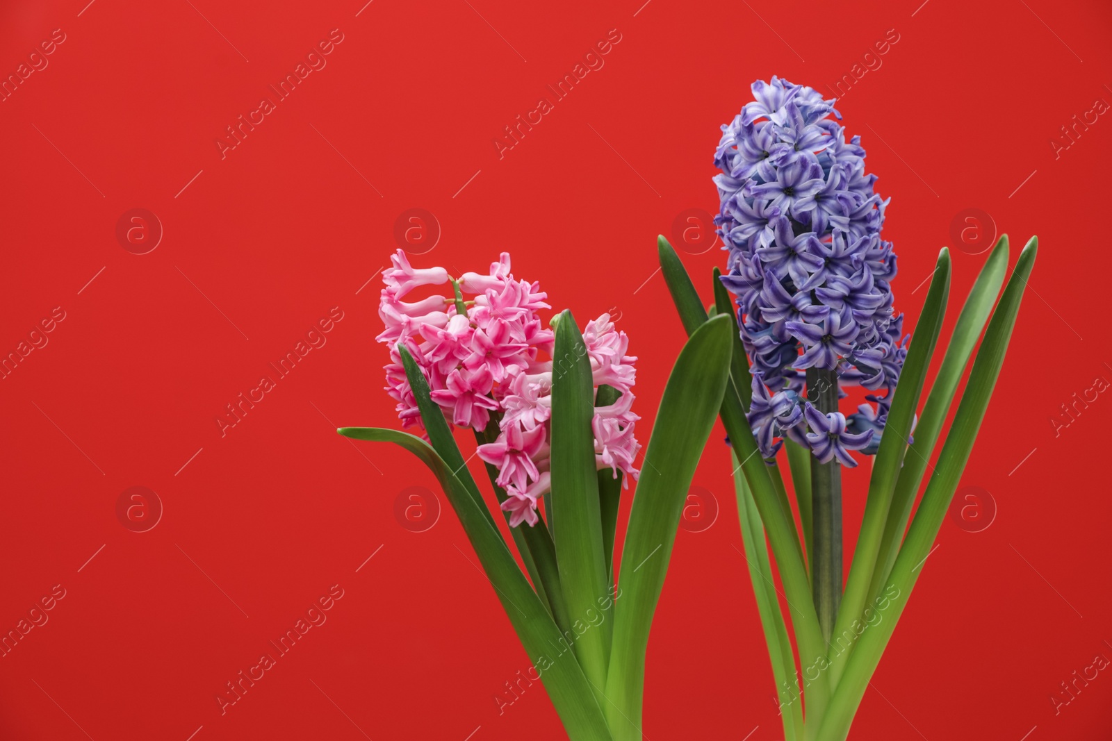 Photo of Beautiful hyacinths on color background. Spring flowers