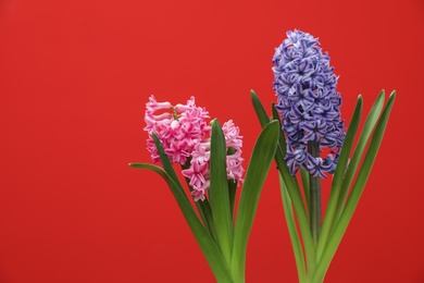 Beautiful hyacinths on color background. Spring flowers