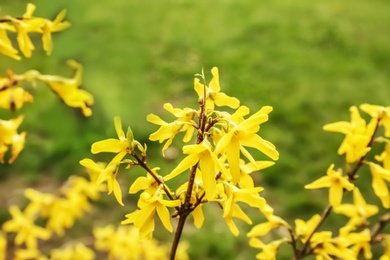 Photo of Spring blooming Forsythia shrub with many beautiful flowers in park