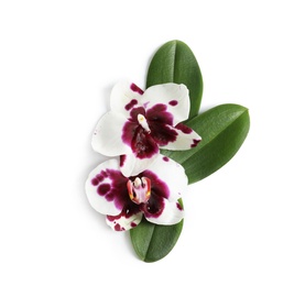 Beautiful orchid flowers with leaves on white background, top view. Tropical plant