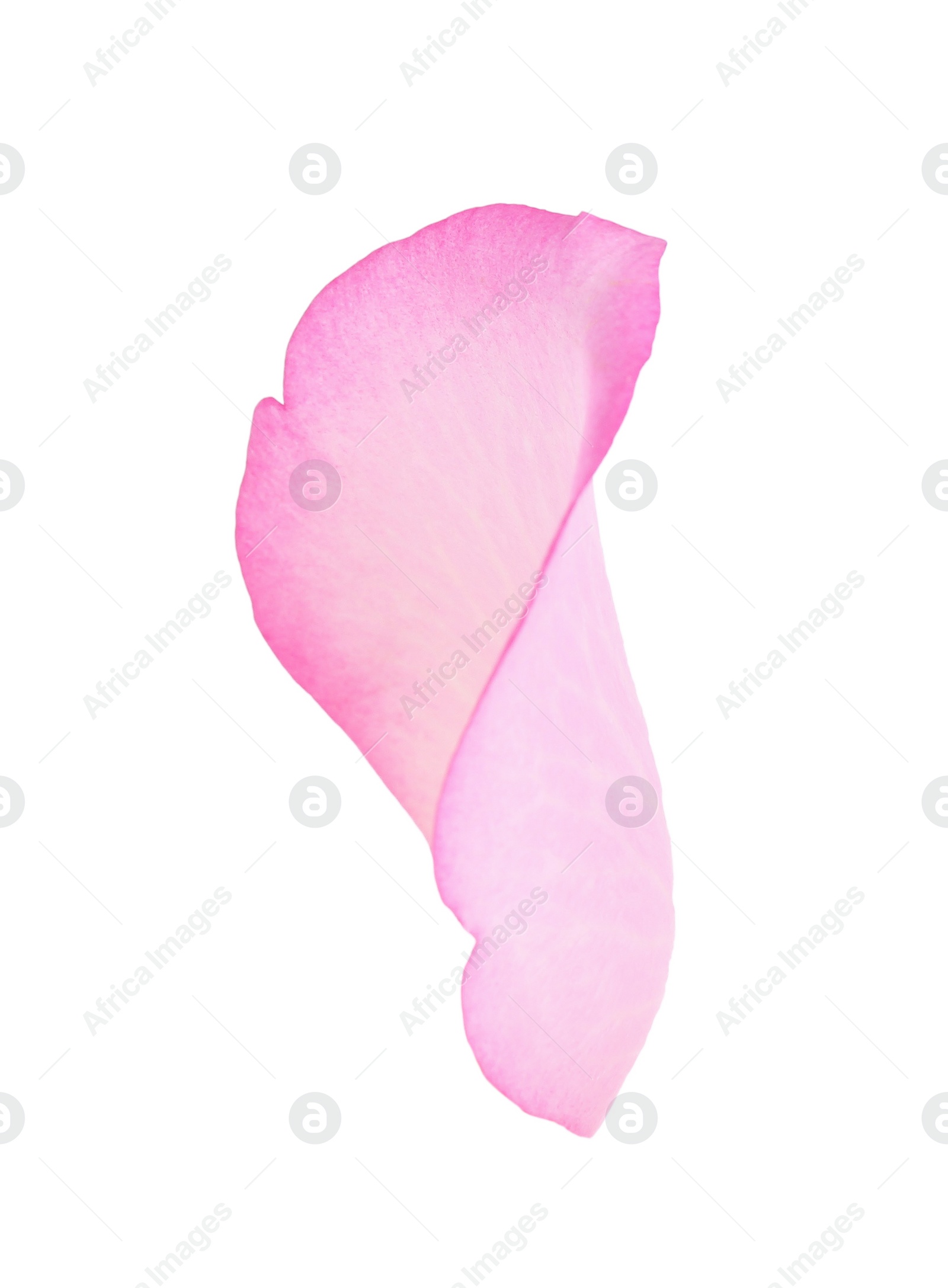 Photo of Tender pink rose petal isolated on white