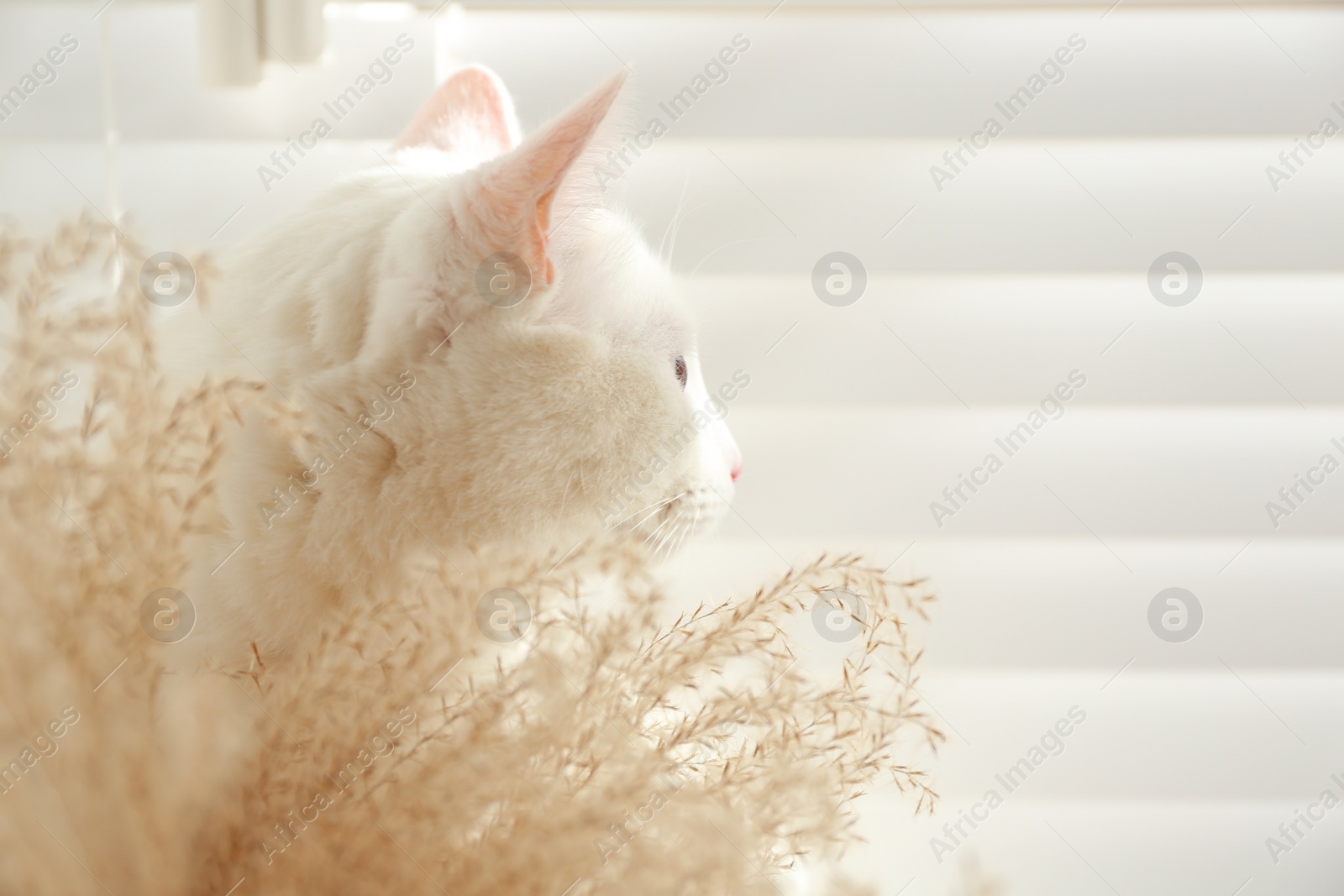 Photo of Adorable khao manee cat near spikelets at home, space for text. Fluffy pet
