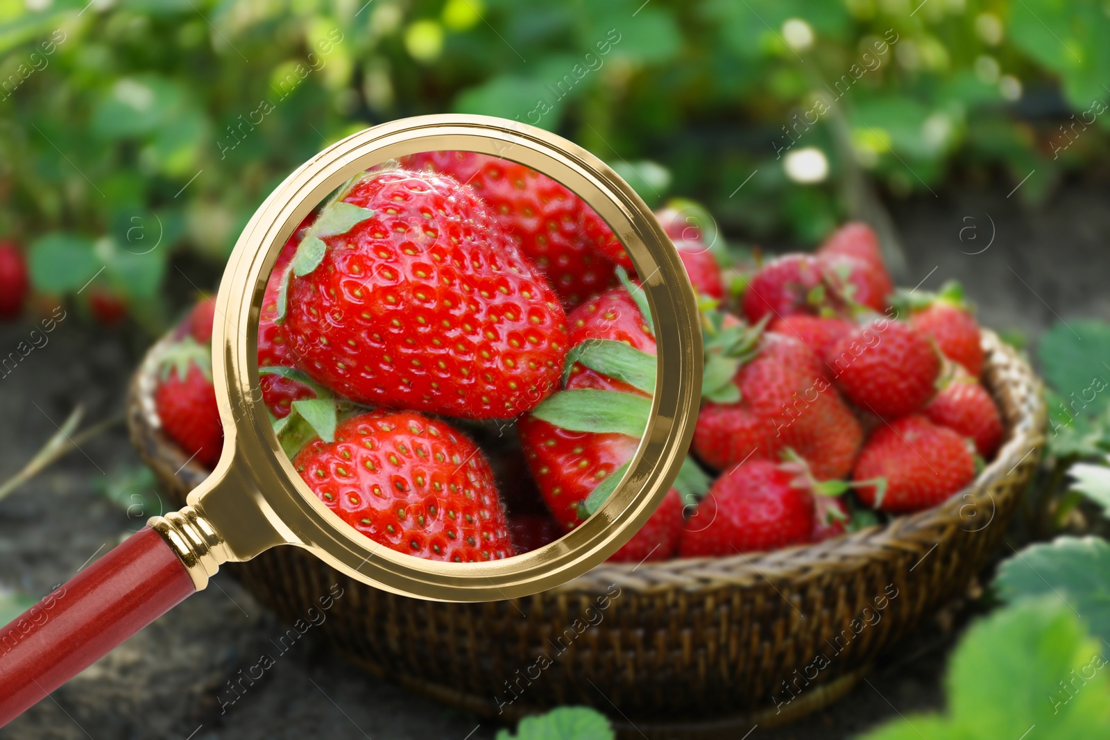 Image of Magnifying glass focusing on strawberry. Food control 