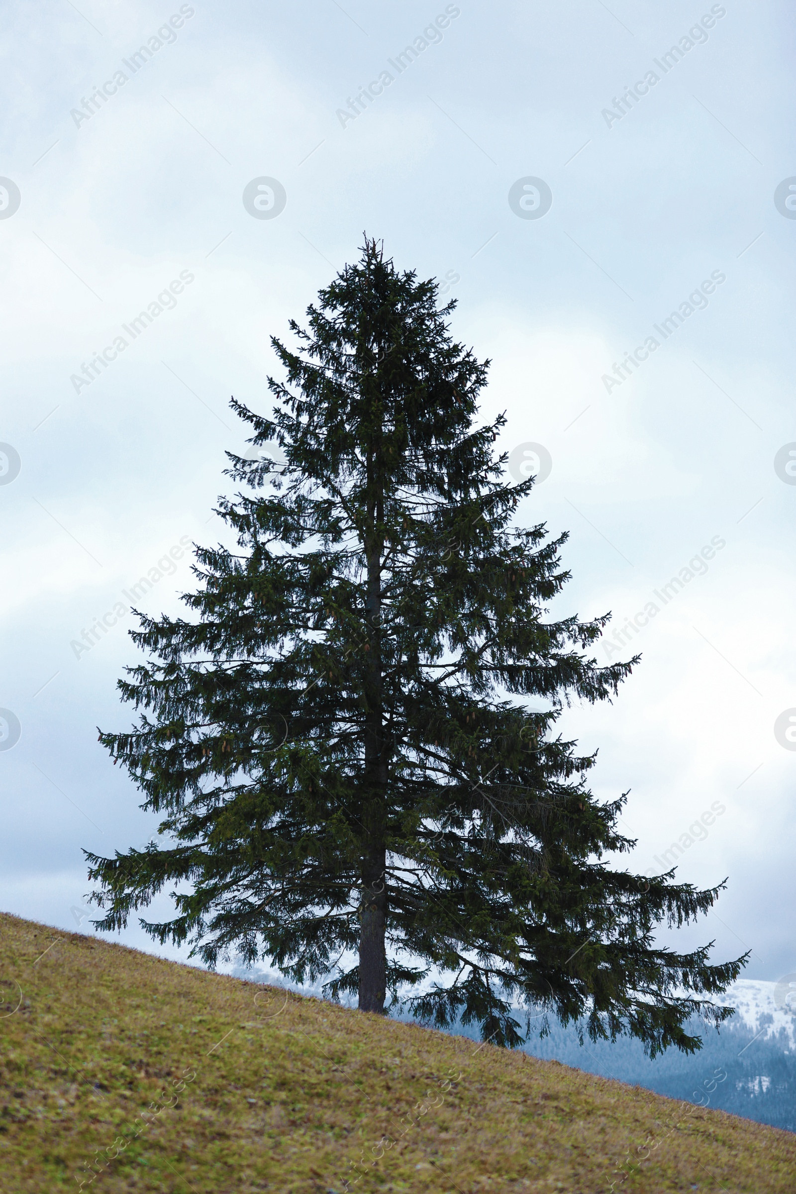 Photo of High fir tree on hill under cloudy sky