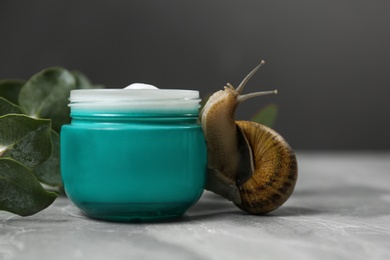 Photo of Snail, cream and eucalyptus branch on light grey table, closeup