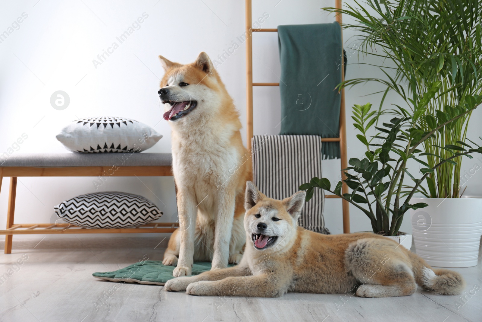 Photo of Cute Akita Inu dogs on rug in room with houseplants