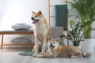Photo of Cute Akita Inu dogs on rug in room with houseplants