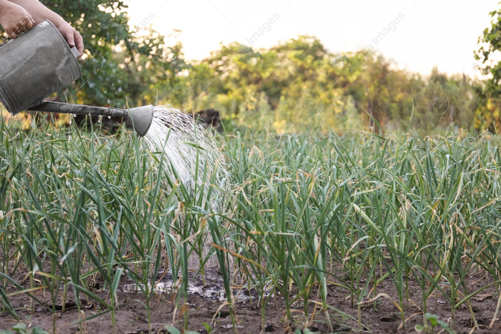 Photo of Woman watering young garlic sprouts in field