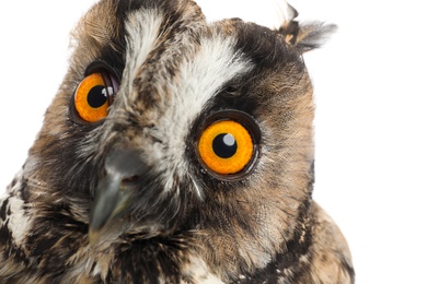 Photo of Beautiful eagle owl on white background, closeup. Predatory bird