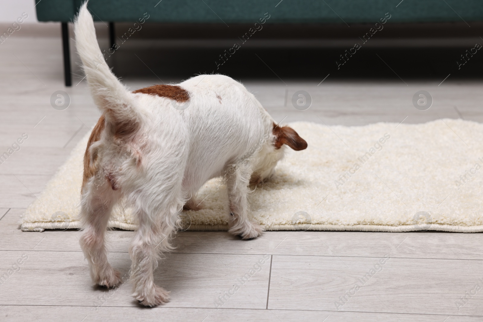 Photo of Cute dog near wet spot on rug indoors