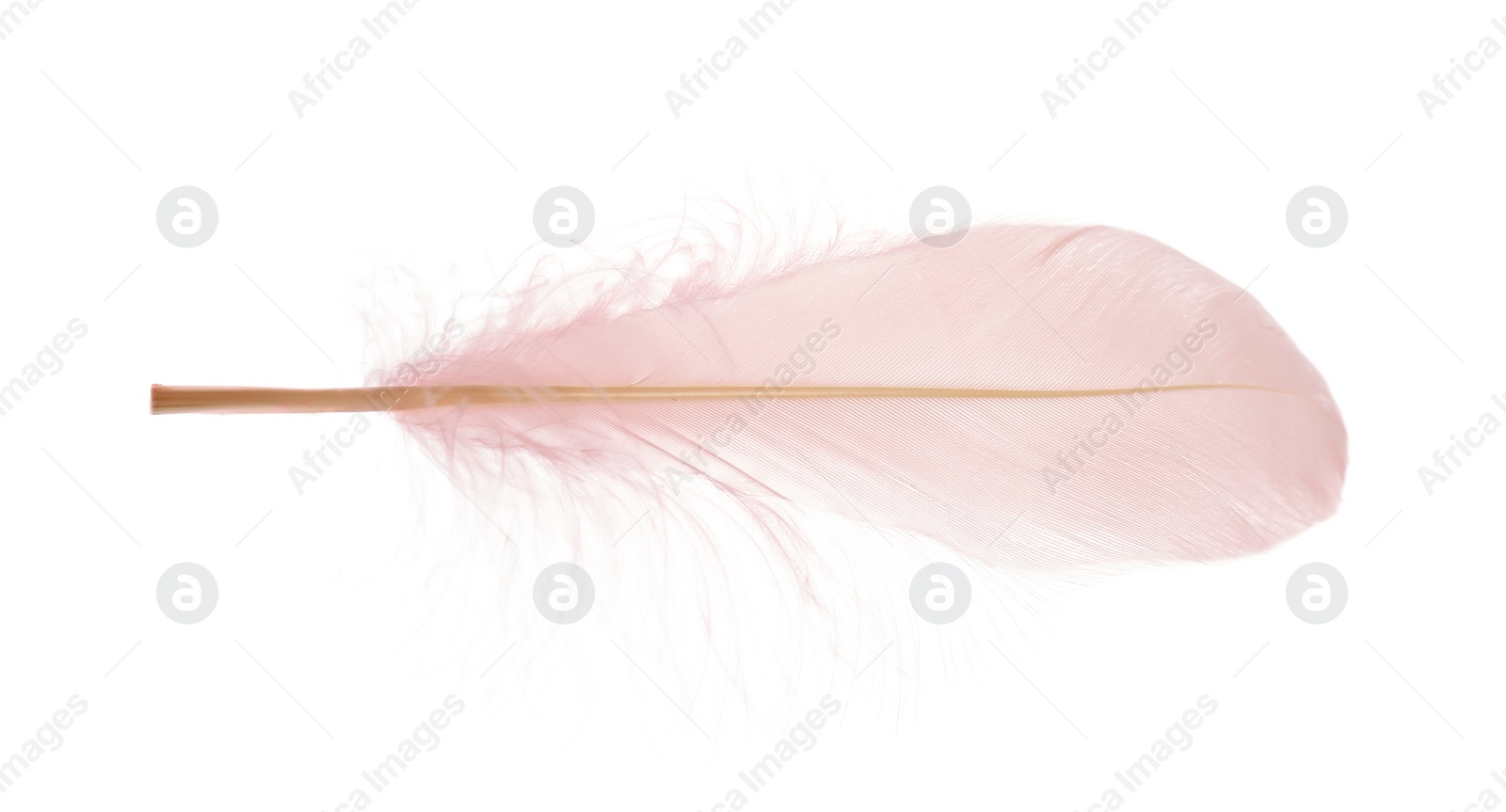 Photo of Beautiful delicate light pink feather isolated on white