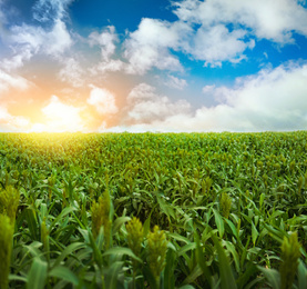Image of Corn field under beautiful sky with clouds in sunny morning