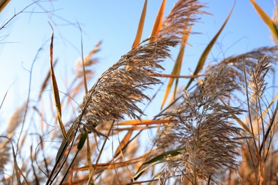 Dry reeds growing outdoors on sunny day, closeup