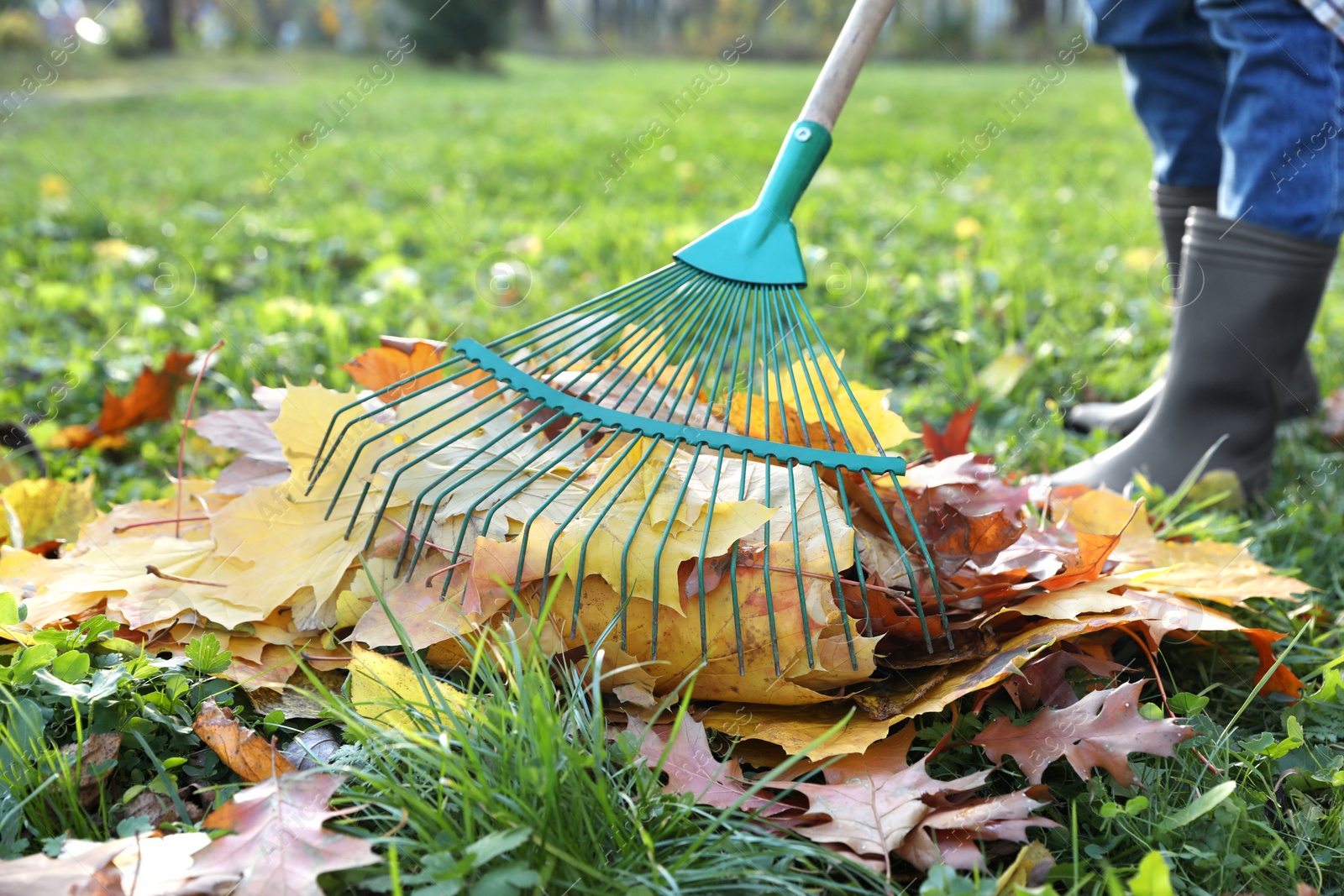 Photo of Woman raking fall leaves in park, closeup