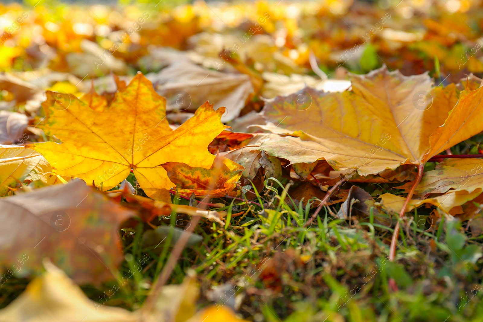 Photo of Beautiful dry leaves on grass outdoors, closeup. Autumn season