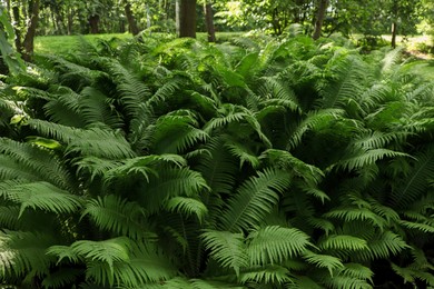 Photo of Beautiful fern with lush green leaves growing outdoors