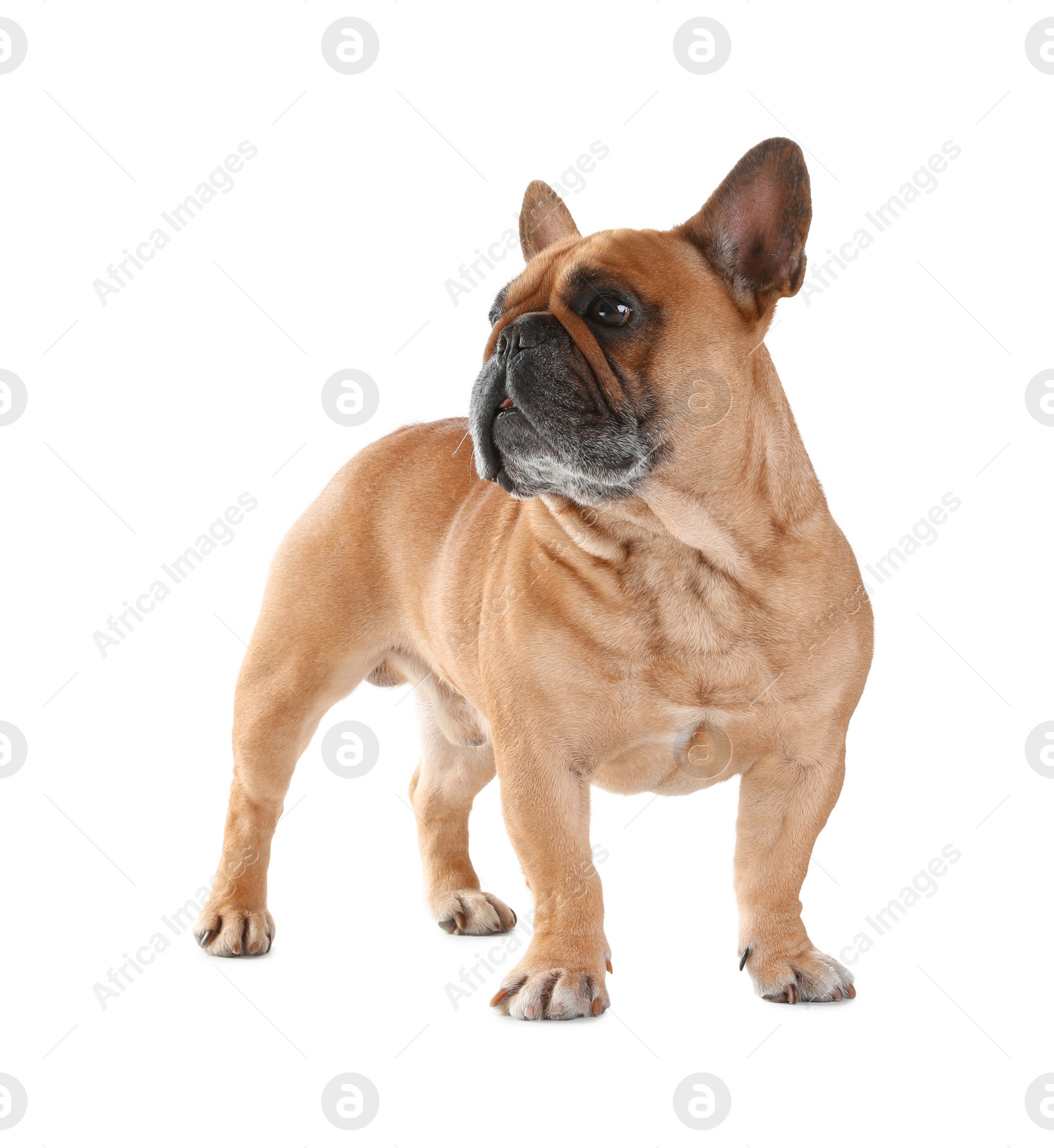 Photo of Cute French bulldog on white background. Funny pet