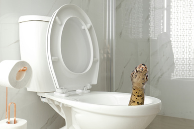 Image of Brown boa constrictor crawling out from toilet bowl in bathroom