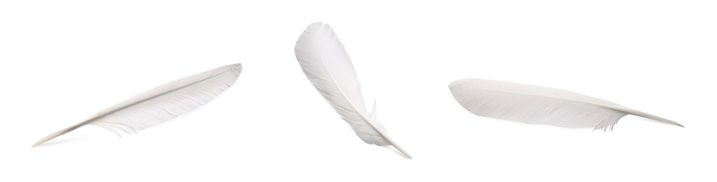 Image of Set with beautiful feathers on white background