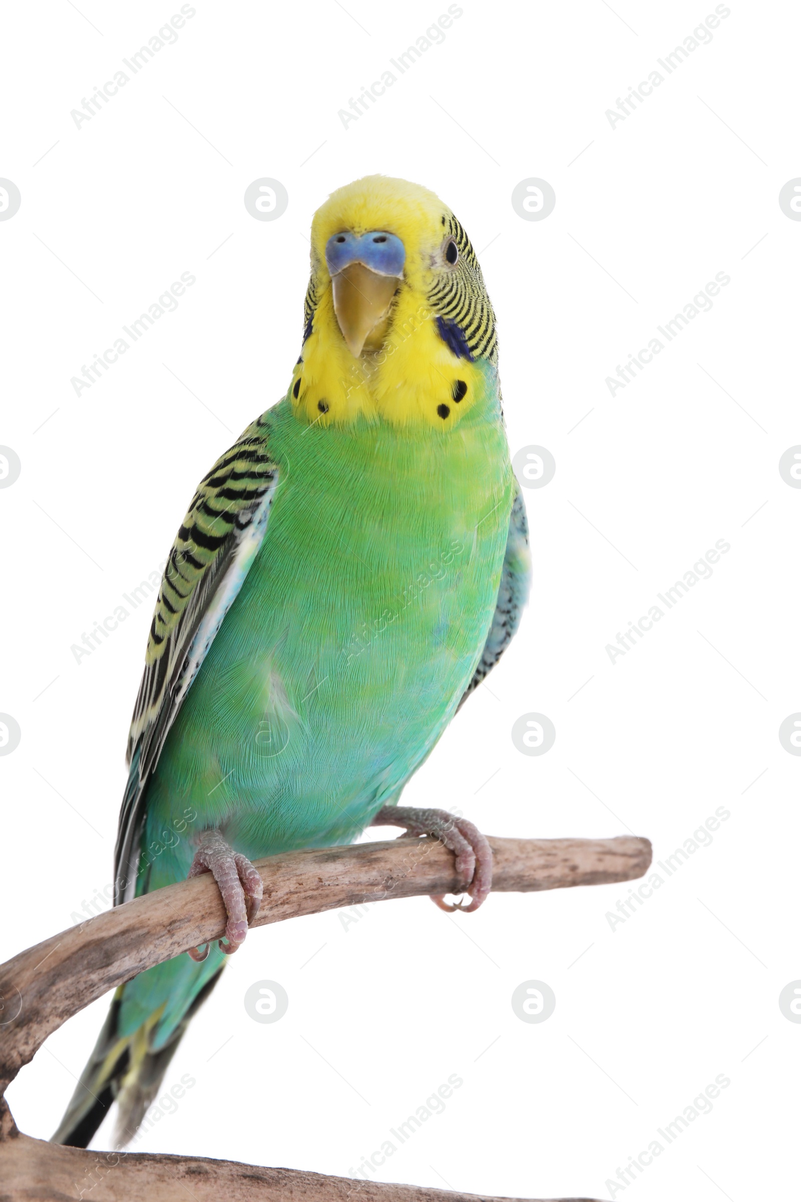 Photo of Beautiful parrot perched on branch against white background. Exotic pet