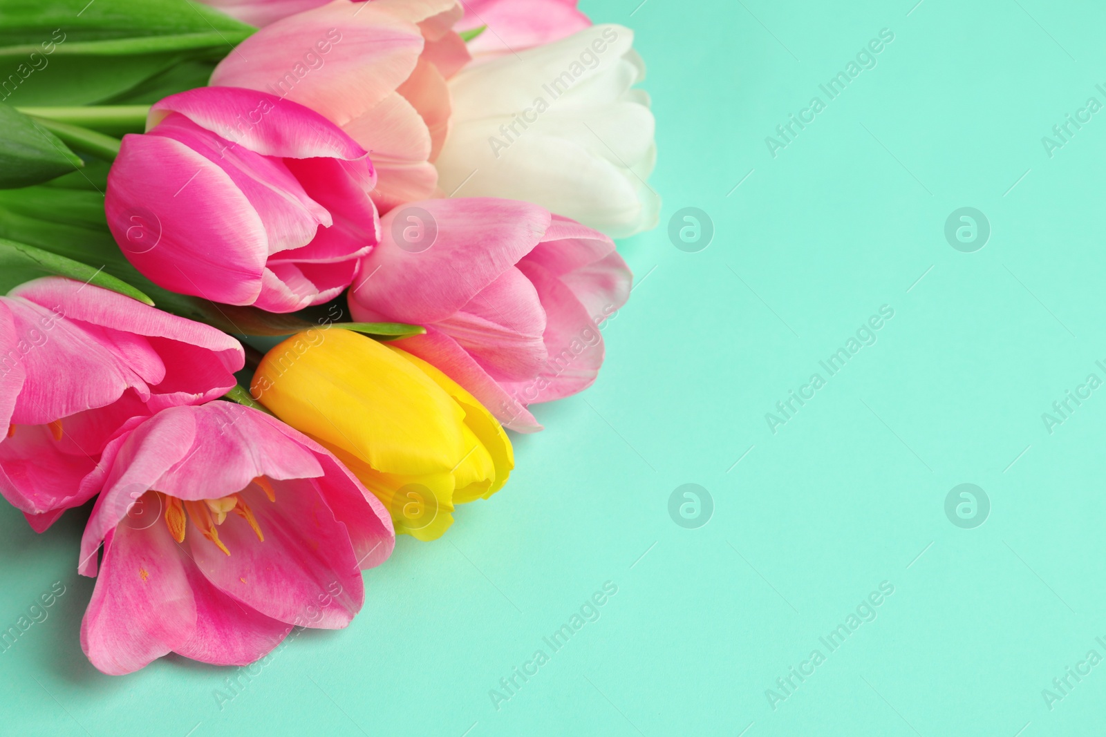 Photo of Spring tulips on color background, space for text. International Women's Day