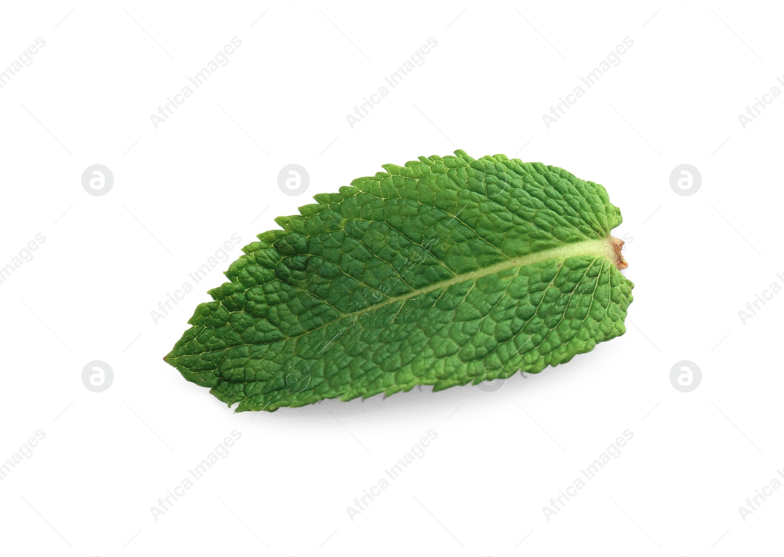 Photo of Fresh green mint leaf on white background