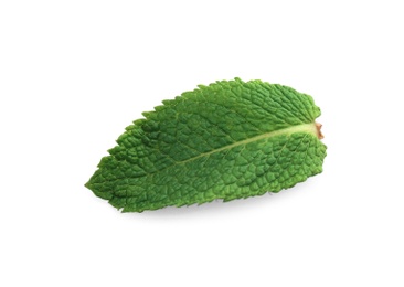 Fresh green mint leaf on white background