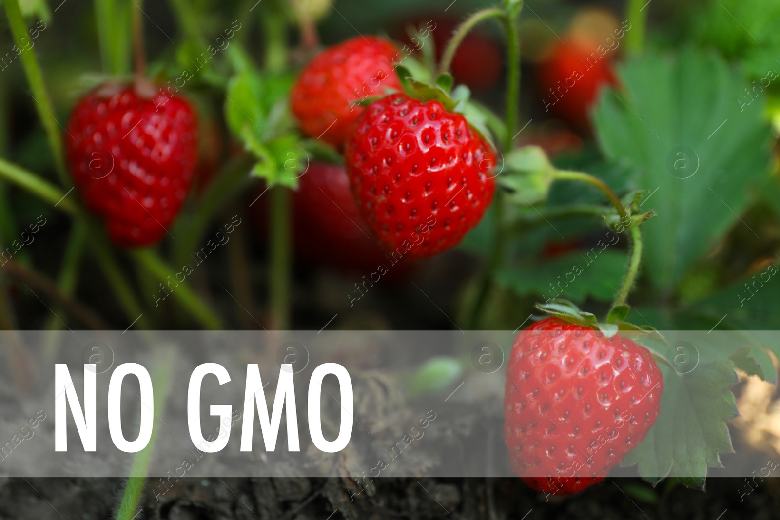 Image of Concept of GMO free crop. Strawberry plant with ripening berries, closeup