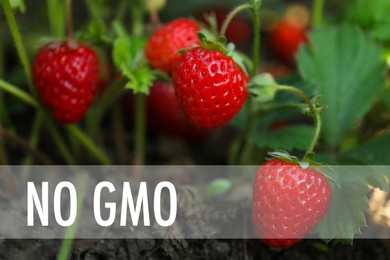 Concept of GMO free crop. Strawberry plant with ripening berries, closeup