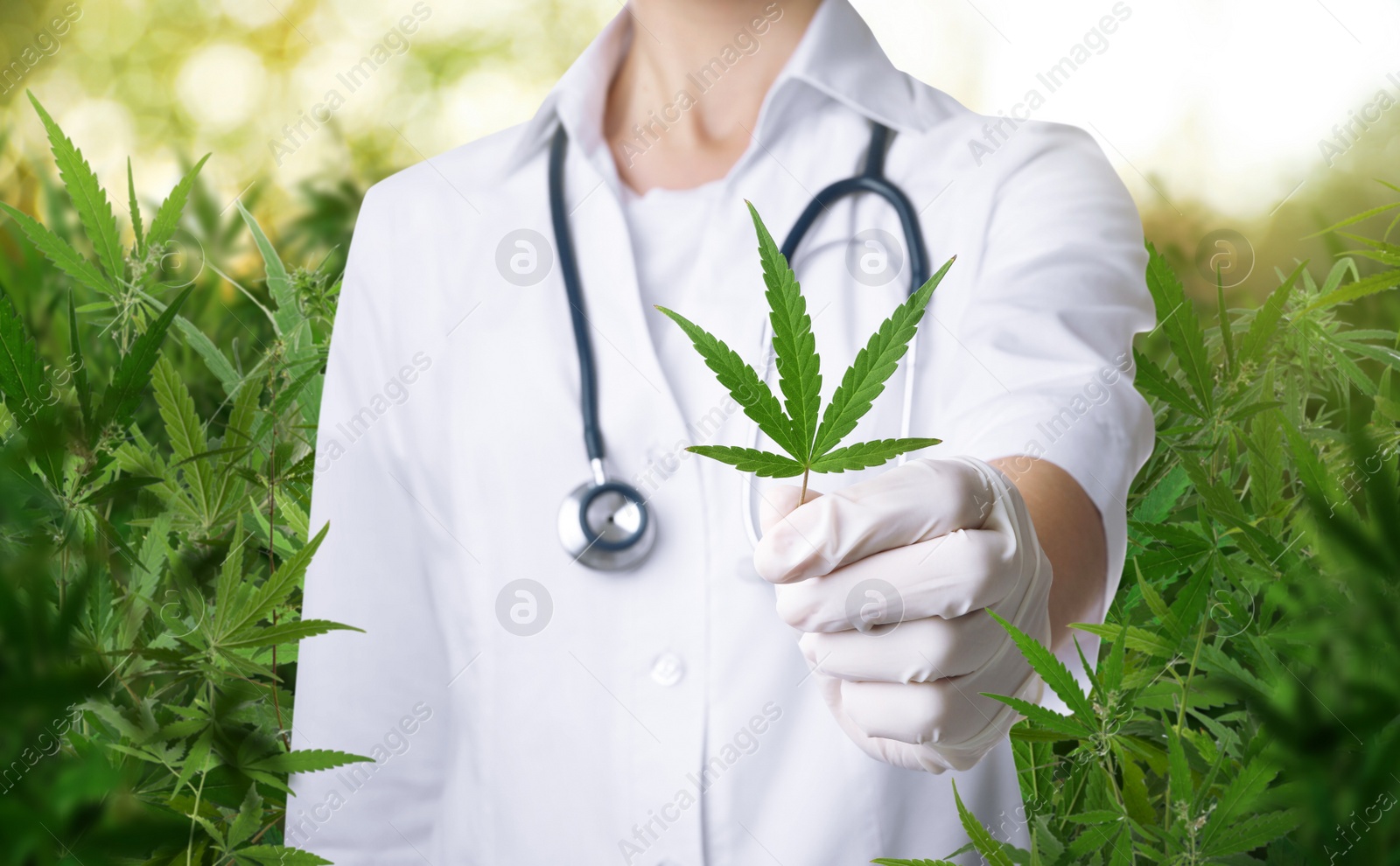 Image of Doctor holding fresh hemp leaf in field, closeup