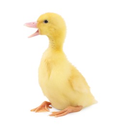 Photo of Baby animal. Cute fluffy duckling on white background