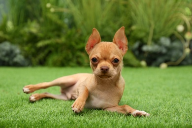 Photo of Cute Chihuahua puppy lying on green grass outdoors. Baby animal