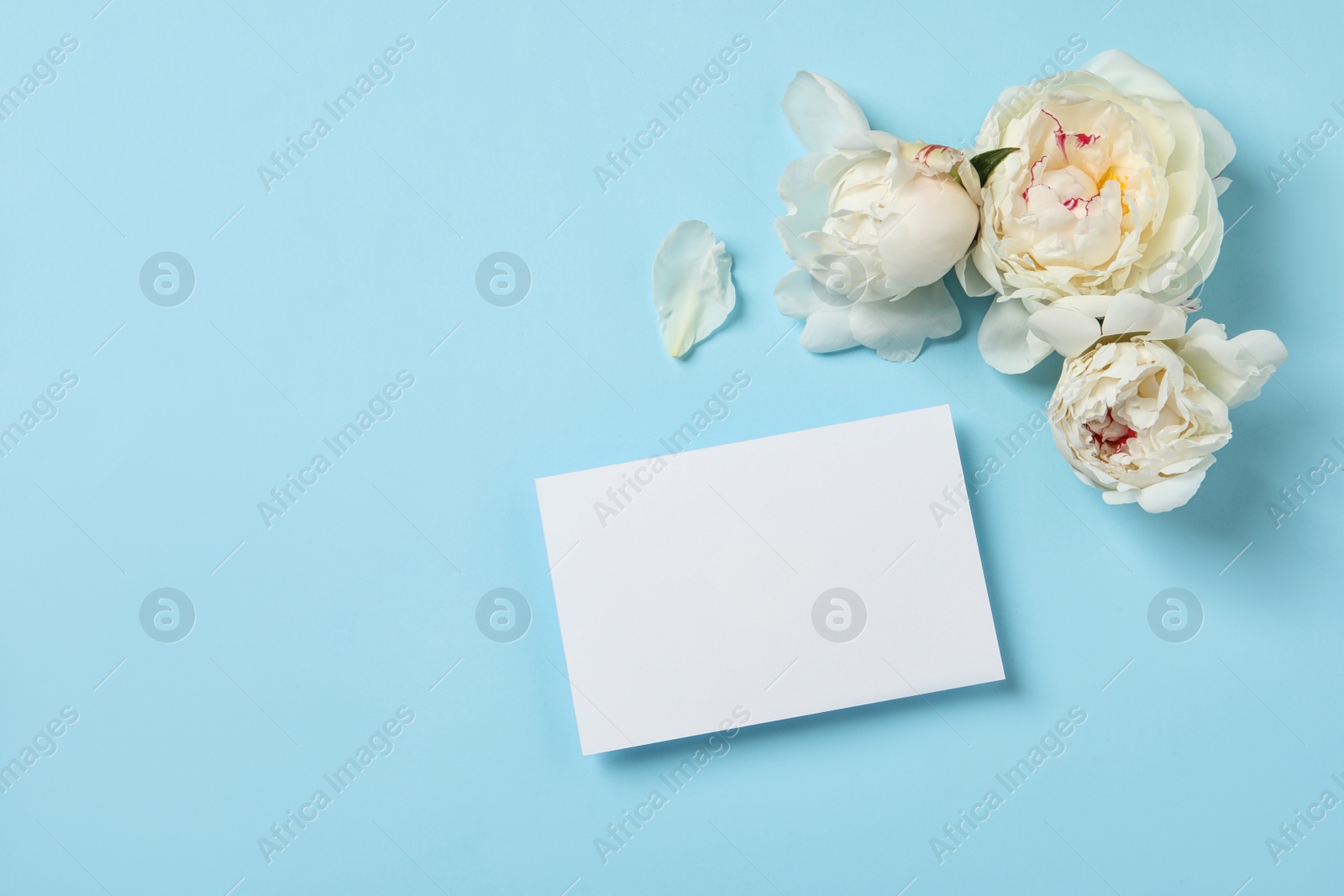 Photo of Fresh peonies and empty card on color background, flat lay with space for text