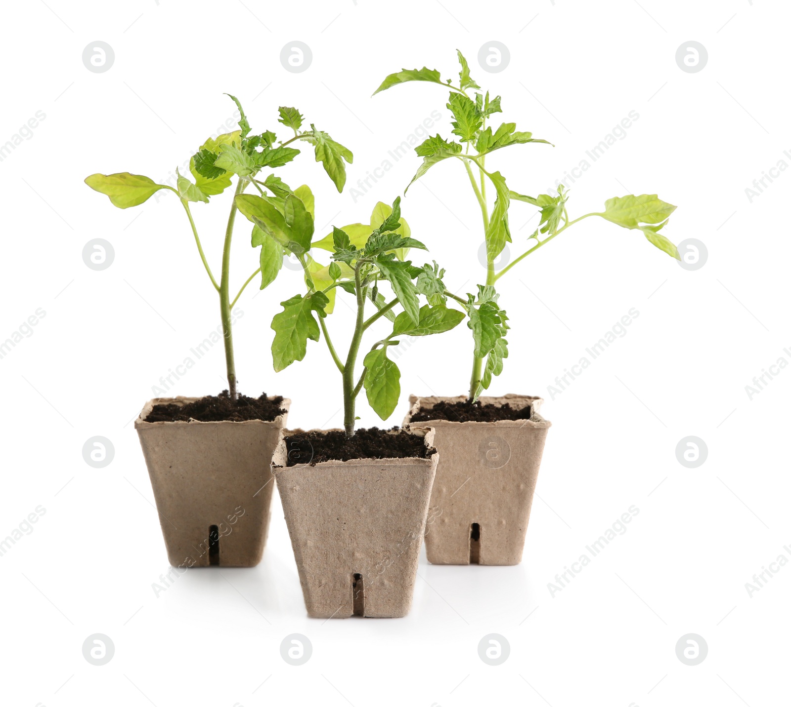 Photo of Green tomato seedlings in peat pots isolated on white