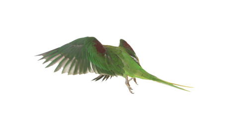 Photo of Beautiful Alexandrine parakeet flying isolated on white