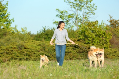 Photo of Young woman walking her adorable Akita Inu dogs in park