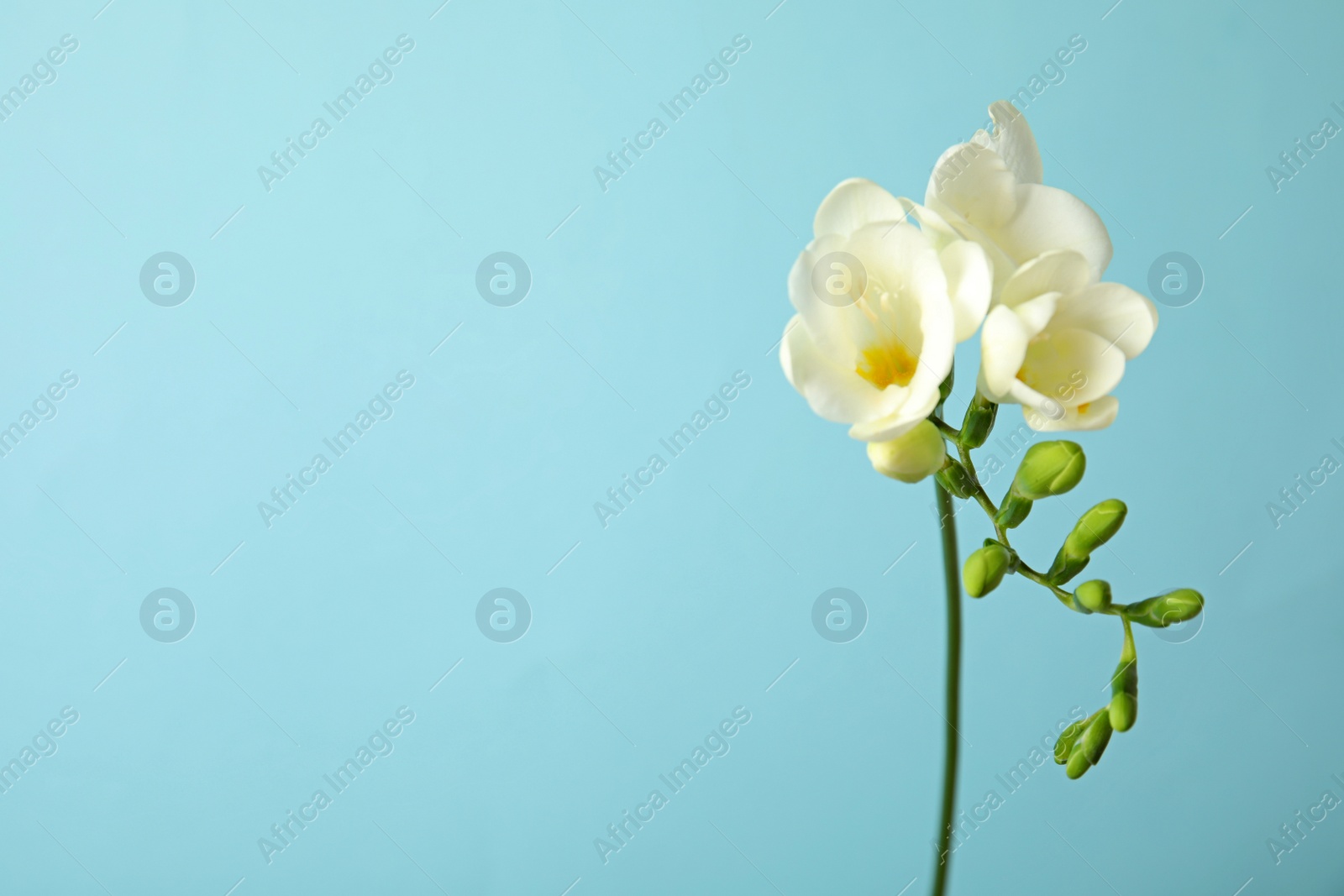 Photo of Beautiful freesia with fragrant flowers on color background. Space for text