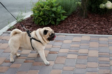 Photo of Cute pug with leash on walkway outdoors. Dog walking