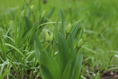 Photo of Beautiful unopened tulip buds outdoors on spring day