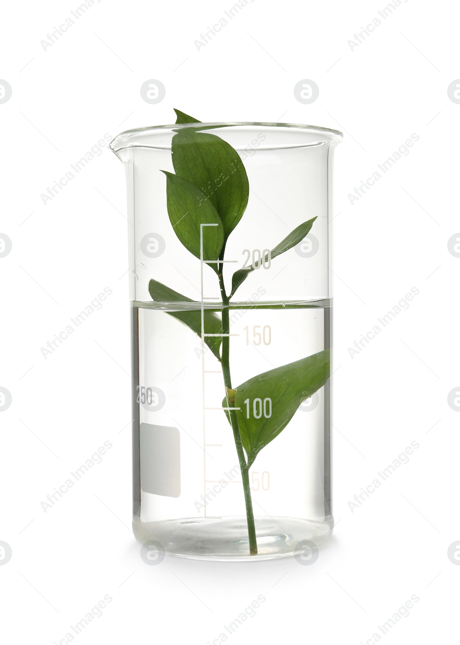 Photo of Laboratory beaker with plant on white background